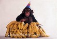 Chimpanzee Banana Delight