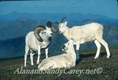 Dall Ram and Ewes Denali, Np Alaska