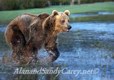 Grizzly charing across Stream, 