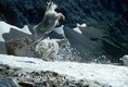 Jumping mountain Goat  MT