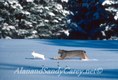 Lynx Chasing snow shoe hare,Western Montana