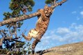 Montana Lion Cub Hanging from Limb