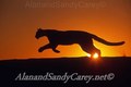 Mountain Lion Running in Sunset MT