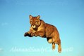 Mountian Lion leaping in Montana