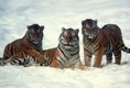 Siberian Tiger Female and young in Winter