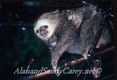 Sloth Female with young on her back