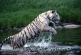 White Tiger running across River