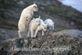 Young mountian Goat Kids playing on rock