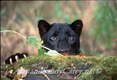 African Black Leopard Panthera Pardus