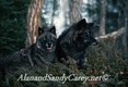 Gray Wolf Black Color Phase, in Autumn, Montana