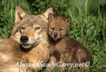 Gray Wolf Female and Pup resting, Montana