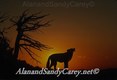 Gray Wolf Howling at Sunset, MT
