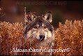 Gray Wolf Montana