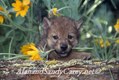 Gray Wolf Pup playing with Arrow Leaf Balsam Root flower in his mouth, Montana