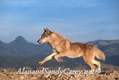 Gray Wolf Running on Ridge Mt res
