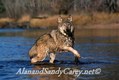 Gray Wolf running River,Minnesota