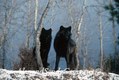 Gray Wolves, bLack color phase, Montana