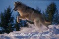Running Gray Wolf Winter, MT