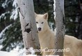 White Wolf by tree in winter, Montana