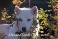 White Wolf in Autumn, Montana