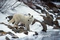 White Wolf in Winter, Canada