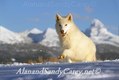 White wolf running Canada