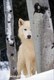 White wolf standing by tree winter MT