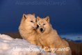 WWhite Wolf pair nuzzling in Winter, Montana