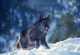 Black Wolf in Winter, MT