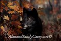 gray wolf black color autumn minnesota