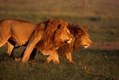 African Lion males walking togather in Kenya