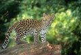 Amur Leopard  on tree 