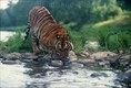 Bengal Tiger drinking from river, Panthera Tigris