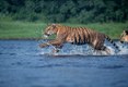 Bengal Tiger river