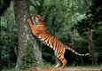 Bengal Tiger sharpening claws on tree