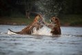 Bengal Tigers fighting in river