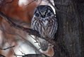 Boreal Owl resting in tree in Winter