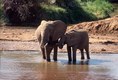 Cow and Calf Elephant drinking Samburu Kenya