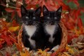 Fall kittens in Autumn leaves