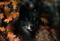 Gray wolf in black Color Phaase in Autumn, Minnesota