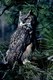 Great Horned Owl perching in tree