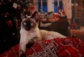 Holiday Siamese Cat 