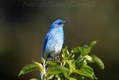 Male Mountain Bluebird MT