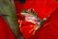 Red eyed tree Frog in Latin America