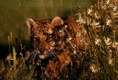 Siberian Tiger cub peeking through Flowers