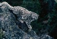 Snow Leopard climbing rocks