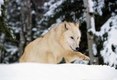 White wolf walking through snow
