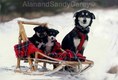 It seemed like more fun in the movies Dogsled Family
