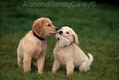 Golden Retriever Puppies with chew toy