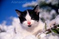 Kitten playing in Spring Snow
